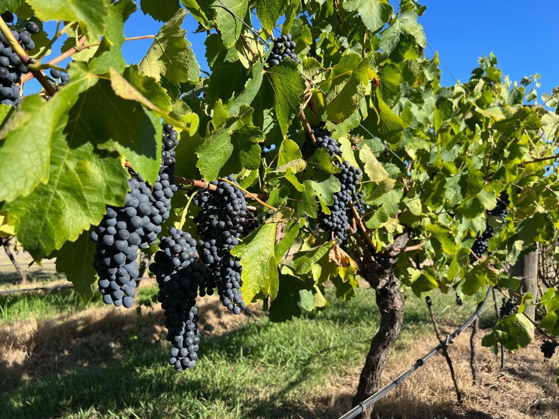 Villa Bracken Ridge Vineyard The Entire Estate Rothbury Exterior foto