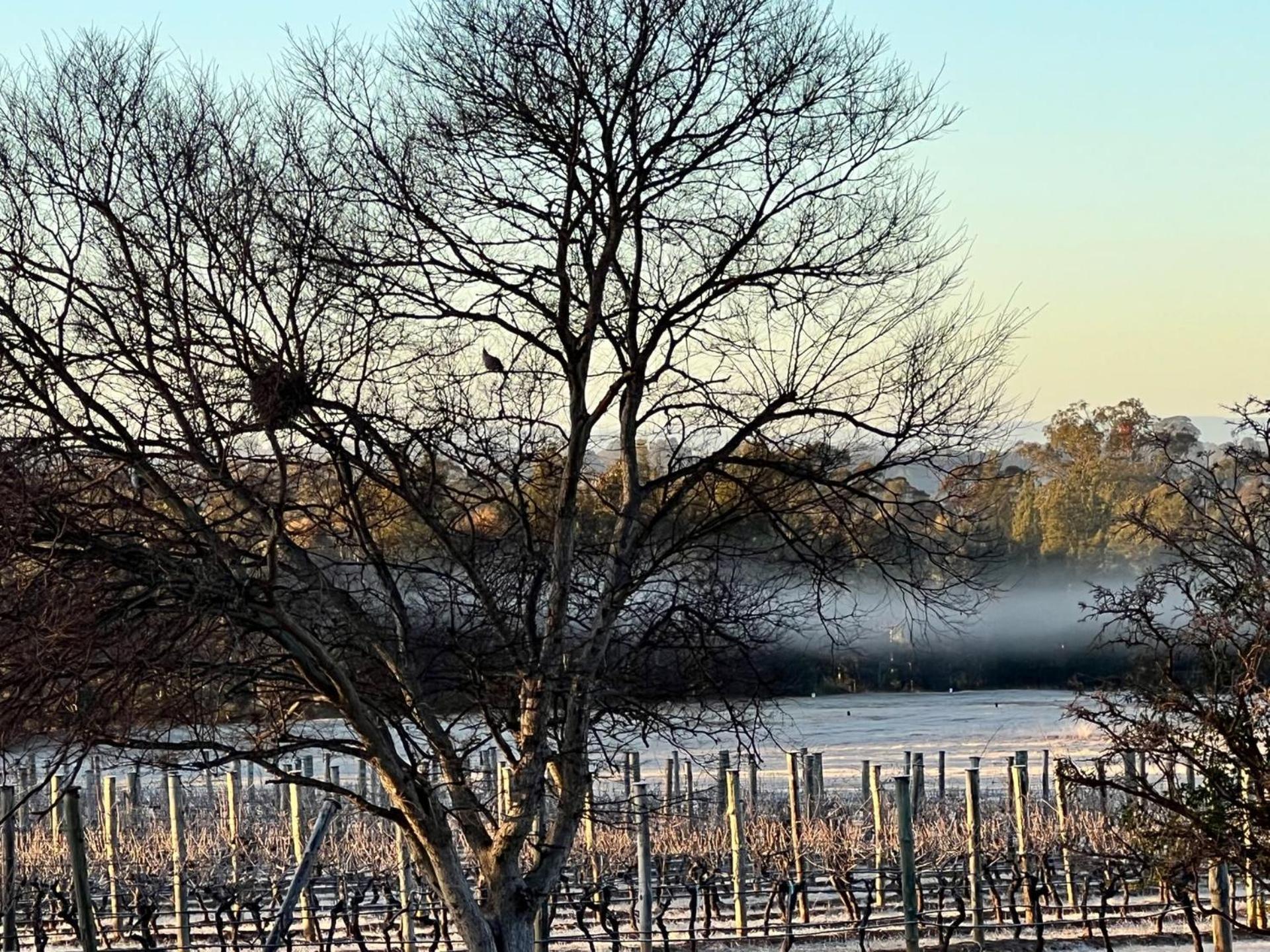 Villa Bracken Ridge Vineyard The Entire Estate Rothbury Exterior foto